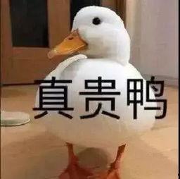 爆料鸭子吃药会死吗视频  第3张